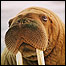 Walrus  Image: M. Jensen